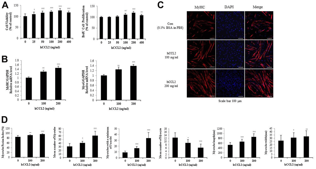 Recombinant human C-C motif chemokine ligand 2 (hCCL2) promotes cell viability, proliferation, and myogenesis in human skeletal muscle myoblast (HSMM) primary human cells. (A) HSMM cell viability on Cell Counting Kit-8 (CCK-8) assay and proliferation on 5-bromo-2′-deoxy-uridine (BrdU) assay. (B) Quantitative reverse-transcription polymerase chain reaction analyses (qRT-PCR) of myogenin and myosin heavy chain (MyHC) as a marker for myotube (MT) formation. (C) MTs were stained with an anti-MyHC antibody, and the nuclei were counterstained with 4, 6-diamidino-2-phenyindole (DAPI). Scale bars, 100 μm. (D) Quantitative results per field are presented. The number of experiments (No.) of (A, B) = 4 times, respectively. No. of (C, D) = 6 times, respectively. Data are expressed as mean ± standard deviation (SD). (A, B) *PC, D) *P