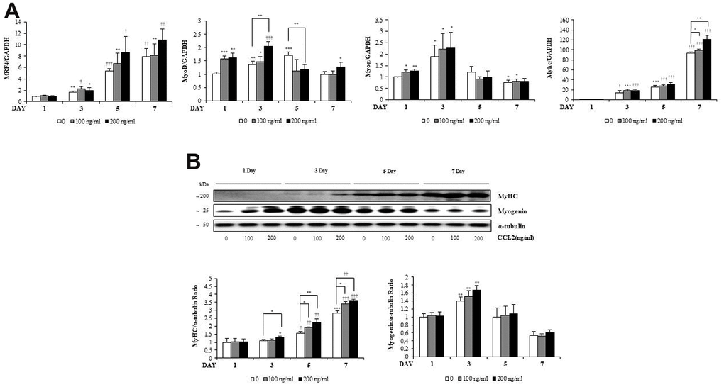 C-C motif chemokine ligand 2 (CCL2) effects on transcription factors during myogenesis. (A) Quantitative reverse-transcription polymerase chain reaction analyses (qRT-PCR) of MRF4, MyoD, myogenin, and myosin heavy chain (MyHC) as a marker for myotube (MT) formation. (B) Western blot of MyHC and myogenin in C2C12 cells with 2% horse serum in the presence of the indicated concentrations of recombinant CCL2 for the specified number of days. Number of experiments of (A, B) = 4 times, respectively. Data are expressed as mean ± standard deviation (SD). (A, B) *P
