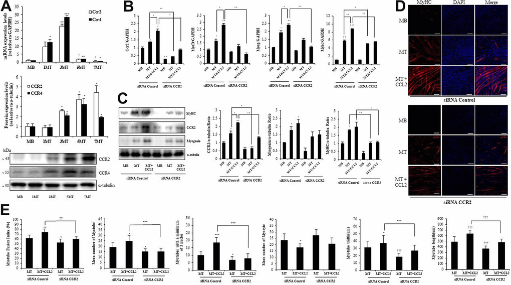 C-C chemokine receptor 2 (CCR2) is the major receptor for C-C motif chemokine ligand 2 (CCL2) in muscle cells. Mouse C2C12 myoblasts (MBs) were differentiated into myotubes (MTs) with 2% horse serum for the indicated number of days. (A) Quantitative reverse-transcription polymerase chain reaction (qRT-PCR) and western blot analyses were performed to determine the expression of CCR2 in C2C12 cells cultured with 2% horse serum for the specified number of days. (B) Mouse C2C12 MBs were differentiated into MTs with 2% horse serum in the presence or absence of recombinant CCL2 and/or CCR2 inhibitor for three days. qRT-PCR results for CCR2, MyoD, MyoG, and myosin heavy chain (MyHC) in C2C12 cells. (C) Western blots of CCR2, MyHC, and myogenin in C2C12 cells cultured with 2% horse serum in the presence or absence of recombinant CCL2 and/or CCR2 inhibitor for three days. (D) MTs were stained with anti-MyHC antibody, and the nuclei were counterstained with 4, 6-diamidino-2-phenyindole (DAPI). Scale bars, 100 μm. (E) Quantitative results per field are presented. Number of experiments (No.) of (A–C) = 4 times, respectively. No. of (D, E) = 6 times, respectively. Data are expressed as mean ± standard deviation (SD). (A) *PB, C) *PE) *P