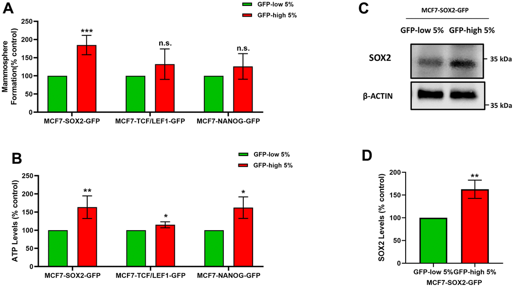 SOX2-high MCF7 cells show an increased capacity for mammosphere formation and ATP production, with increased SOX2 protein expression levels. MCF7 cells were stably-transduced with three different stem-cell related eGFP reporter systems (SOX2-GFP, TCF/LEF1-GFP and NANOG-GFP), that measure the transcriptional activity of these nuclear factors. Then, these different cell lines were subjected to cell sorting by flow cytometry to isolate the 5% highest GFP (GFP-high) and the 5% lowest GFP (GFP-low) sub-populations. (A) The GFP-high and GFP-low sub-populations were seeded in low-attachment plates for mammosphere assays and analysed after 5 days. (B) The GFP-high and GFP-low subpopulations were plated in complete DMEM medium and incubate with the Cell-Titer-Glo 2.0 Reagent for 15 min to determinate the ATP levels. (C) SOX2 levels of GFP-high and GFP-low subpopulations were assessed by Western blotting. β-actin was used as a protein loading control. (D) SOX2 levels of GFP-high and GFP-low subpopulations were analysed by flow cytometry. Note that the use of MCF7 cells harbouring the SOX2-GFP reporter system allowed for the enrichment of a GFP-high sub-population of cells, with increased mammosphere formation, higher ATP levels, and elevated expression of endogenous SOX2, consistent with an increase in SOX2 functional transcriptional activity. Experiments were performed at least 3 times independently. Results are shown as the mean ± SD: t-test, two tailed-test, *p 