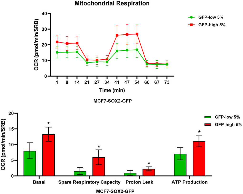 Mitochondrial respiration is significantly enhanced in SOX2-high MCF7 cells. MCF7 cells stably-transduced with the SOX2-GFP reporter construct were subjected to FACS sorting to isolate the 5% highest GFP (GFP-high) and the 5% lowest GFP (GFP-low) subpopulations. The Seahorse XF96 analyser was employed to measure the mitochondrial function. In the top panel, a representative OCR tracing is shown. In the lower panel, bar graphs show the basal respiration rate, spare respiratory capacity, proton leak and ATP production, obtained from the OCR quantification. Experiments were performed at least 3 times independently. Results are shown as the mean ± SD: t-test, two tailed-test, *p 