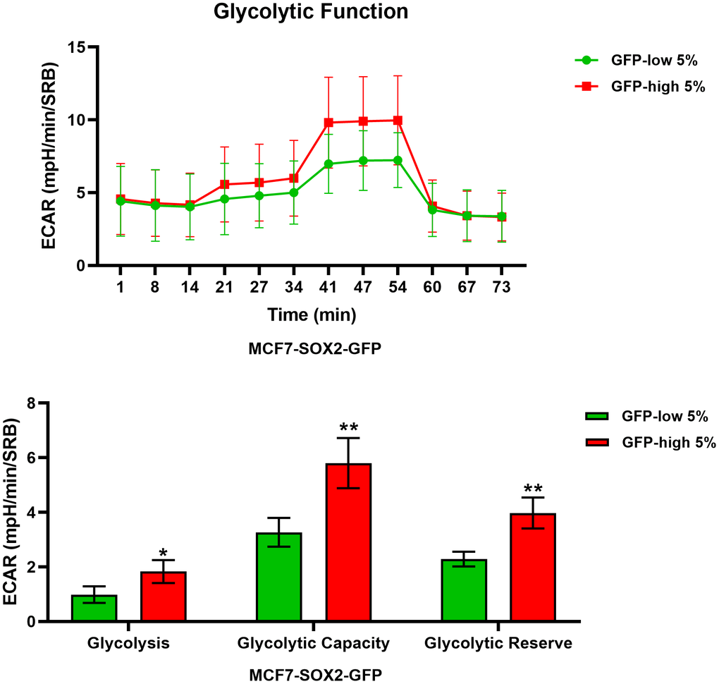 Glycolysis is significantly enhanced in SOX2-high MCF7 cells. MCF7 cells stably-transduced with the SOX2-GFP construct were subjected to FACS sorting to isolate the 5% highest GFP (GFP-high) and the 5% lowest GFP (GFP-low) subpopulations. The Seahorse XF96 analyser was employed to measure glycolytic function. In the top panel, a representative ECAR tracing is shown. In the lower panel, bar graphs show the glycolytic rate, glycolytic capacity and glycolytic reserve, obtained from the ECAR quantification. Experiments were performed at least 3 times independently. Results are shown as the mean ± SD: t-test, two tailed-test, *p 