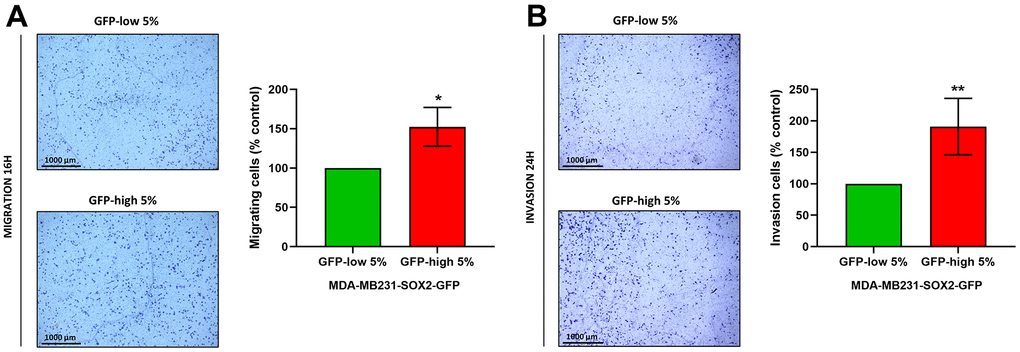 Cell migration and cell invasion capacity are increased in SOX2-high MDA-MB-231 cells. MDA-MB-231 cells stably-transduced with the SOX2-GFP construct were subjected to FACS sorting to isolate the 5% highest GFP (GFP-high) and the 5% lowest GFP (GFP-low) subpopulations. (A) The migratory capacity of the two subpopulations was assessed using Transwell-24 wells with uncoated PET membranes. The cells were allowed to migrate across an 8-μm pore uncoated membrane for 16 hours. In the left panel, the photos show the migration for a representative experiment. In the right panel, the bar graph shows the quantification of the migration events. (B) The invasion capacity of the two subpopulations was assessed using Transwell-24 wells, with pre-coated extracellular matrix proteins (PET membrane). The cells were allowed to pass across an 8-μm pore pre-coated membrane for 24 hours. In the left panel, the photos show the invasion for a representative experiment. In the right panel, the bar graph shows the quantification of the migration. Experiments were performed at least 3 times independently. Results are shown as the mean ± SD: t-test, two tailed-test, *p 