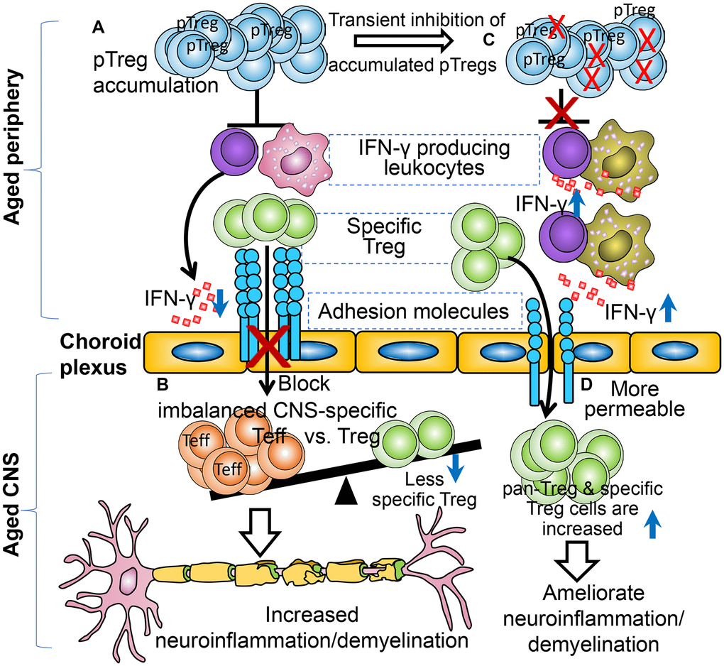 Illustration of the participation of aged excessive pTreg cells in an age-related neuroinflammatory disorder. (A) Aged mice have accumulated peripheral Treg cells but display more severe EAE symptoms, due to over-suppression of IFNγ producing leukocytes. (B) Accumulated peripheral Tregs impair immune cells, including specific Treg cells, the infiltration into the CNS (red “X”), resulting in imbalanced CNS Teff versus Treg cells. (C) Transient inhibition of accumulated and excessive peripheral Tregs (right top red “Xs”). (D) The CNS-infiltration pathway is more permeable when the peripheral Treg cells are transiently inhibited, and more CNS-Treg cells are detected and the EAE disease is ameliorated in the aged inflamed CNS.
