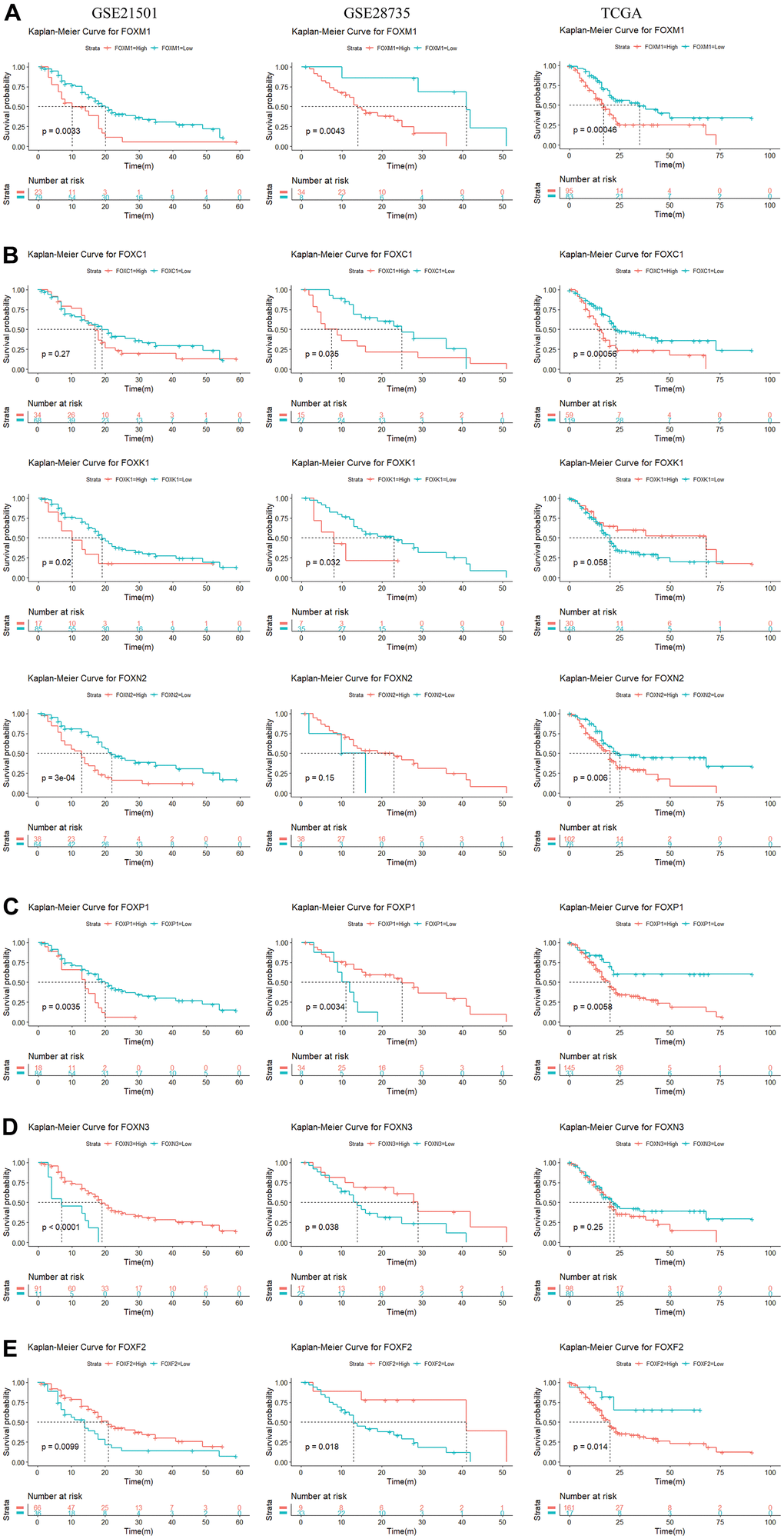 Survival analysis of 15 differentially expressed FOXs in PAAD patients (GSE21501, GSE28735, and TCGA). (A) High expression of FOXM1 was correlated with short OS in all three datasets. (B) High expression of FOXC1, FOXK1, and FOXN2 was negatively correlated with OS in two of three data sets. (C) High levels of FOXP1 were related to short OS in the TCGA and GSE21051 databases, but long disease-free survival (DFS) in the GSE28735 database. (D) Expression of FOXN3 was positively correlated with OS in the GSE28735 and GSE21051 databases, but showed no significant relationship in the TCGA database. (E) Expression of FOXF2 was positively correlated with OS in the GSE28735 and GSE21051 databases but was negatively related to OS in the TCGA database.