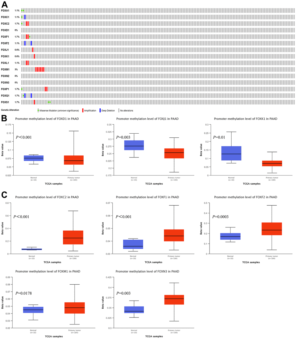 Genetic alterations and promoter methylation levels of the 15 differentially expressed FOXs in PAAD patients. (A) Summary of genetic alterations of different expressed FOXs in PAAD. All FOXs were altered in 19 samples of 175 patients with PAAD, accounting for 11% of the queried patients/samples. (B) Results from UALCAN showed downregulation of the promoter methylation level of FOXD1, FOXJ1, and FOXK1 in tumor tissues. (C) The methylation levels of FOXC2, FOXF1, FOXF2, FOXM1, and FOXN3 were upregulated in tumor tissues.