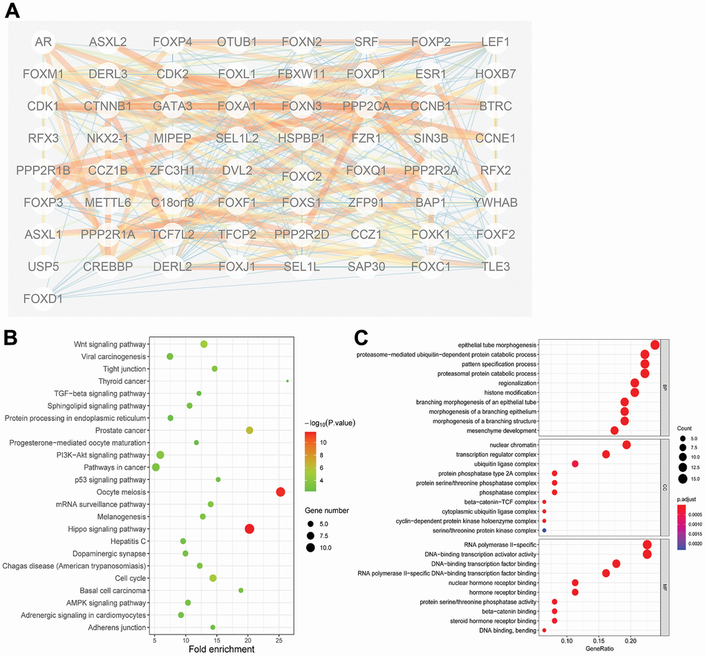 Protein-protein interaction (PPI) and gene function analyses of the 15 differentially expressed FOXs and related interactors in PAAD patients. (A) STRING analysis of 15 differentially expressed FOXs and 50 interaction proteins. Network nodes represent proteins. Edges represent protein–protein associations, which include known interactions, predicted interactions, and others. PPI enrichment pB) All KEGG pathway enrichment results for the 15 FOXs and 50 interaction proteins. (C) All GO enrichment analysis results for the 15 FOXs and 50 interaction proteins. MF: Molecular Function; CC: Cellular Component; BP: Biological Process.
