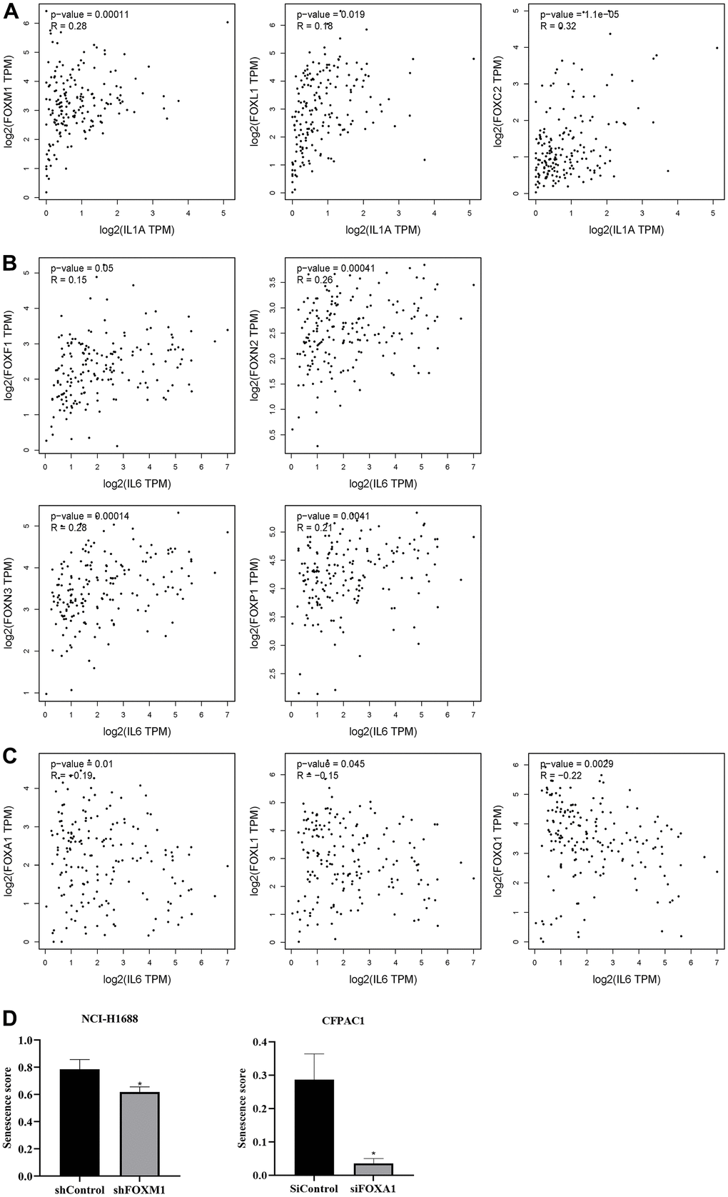 Correlation between differentially expressed FOXs and tumor senescence. (A) Positive correlation between FOXs and IL-1α in pancreatic adenocarcinoma (PAAD), n=179. (B) Positive correlation between FOXs and IL-6 in PAAD, n=179. (C) Negative correlation between FOXs and IL-6 in PAAD, n=179. (D) Senescence score of FOXM1 and FOXA1 calculated using SENESCopedia. *, p 