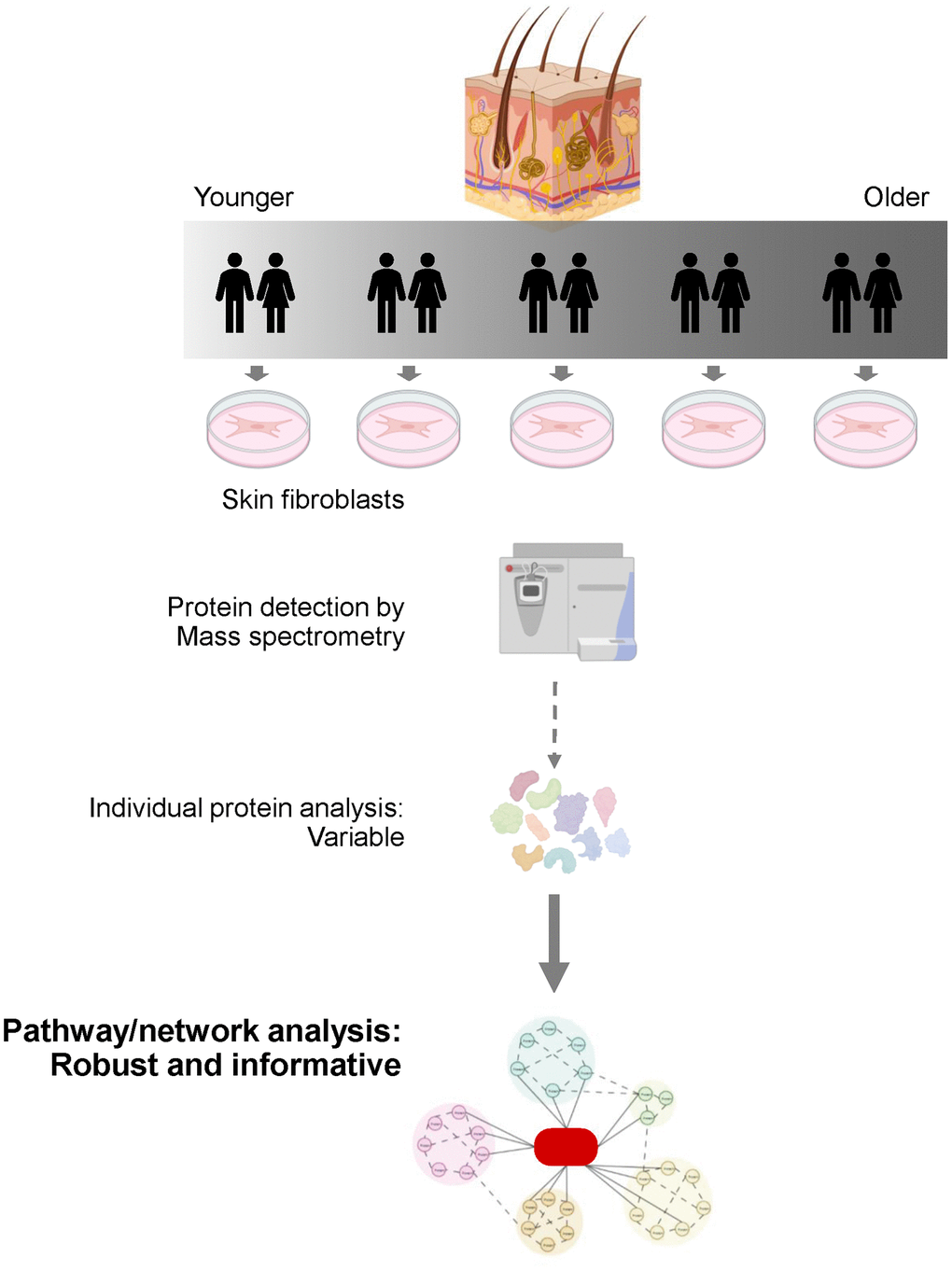Leveraging Pathway Analysis in a Human Skin Model of Healthy Aging. Primary fibroblast cultures were established from skin biopsies of individuals within the GESTALT study of healthy aging (NIA, NIH), and their proteomes were analyzed by mass spectrometry.  Although the expression levels of individual proteins varied across donors within the same age group, the activities of pathways in which these proteins participate were highly consistent.  Hence, we propose that interventions aimed at restoring the function of pathways (instead of the function of individual proteins) may be more effective in preventing age-associated declines in older tissues.