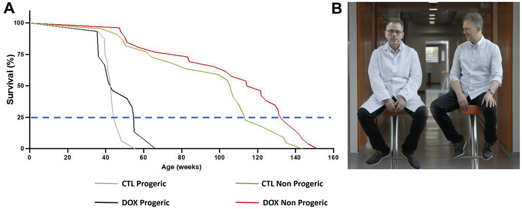 (A) Summary of recent findings in Alle et al. [8]. In progeric reprogrammable mouse the lifespan for the third quartile increased by 23.7% for treated animals (DOX) compared to controls (CTL). In non progeric reprogrammable animals, a similar effect was observed with a 16.8% increase for the third quartile. (B) Illustration of what it could be imagined for humans. On the left a 60 years old Dr. Jean-Marc Lemaitre has been rejuvenated to around 50 years old on the right. Courtesy of Arte TV Network ARTE Film "In search of lost youth" produced by Galaxie presse in 2022 and directed by Sylvie Gilman and Thierry De Lestrades.
