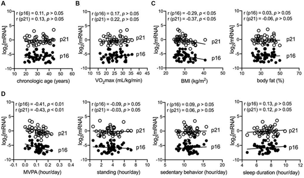 MVPA is independently and negatively correlated with senescent markers in immune cells of adults with obesity. (A) Correlation between chronological age and senescent markers (log2-transformed p16INK4a and p21Cip1) in peripheral blood mononuclear cells (PBMCs). (B) Correlation between maximum oxygen consumption (VO2max) and senescent markers in PBMCs. (C) Correlation between body mass index (BMI) or body fat and senescent markers in PBMCs. (D) Correlation between objectively measured physical behaviors, including moderate–vigorous physical activity (MVPA), standing, sedentary behaviors, sleep duration, and senescent markers in PBMCs.