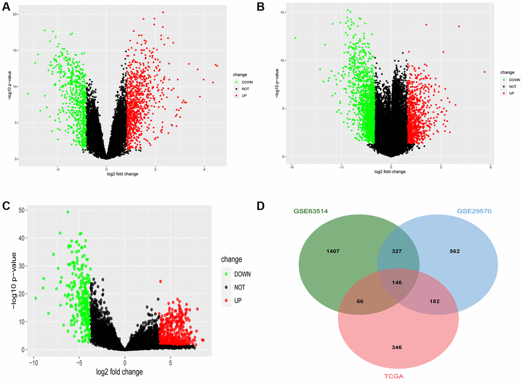 Common differentially expressed genes (DEGs) of Gene Expression Omnibus database (GEO) and The Cancer Genome Atlas (TCGA). (A) The DEGs in the GSE29570 database in cervical cancer. (B) The DEGs in the GSE63514 database in cervical cancer. (C) The DEGs in the TCGA database in cervical cancer. (D) The Venn diagram of DEGs in the above-mentioned three databases in cervical cancer.