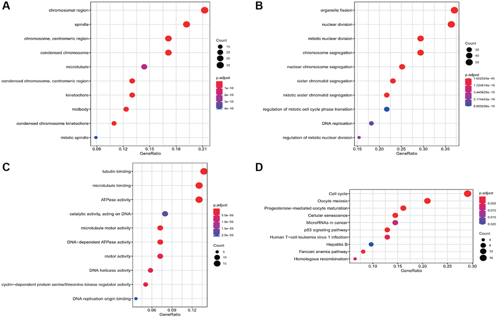 Gene Ontology (GO) and Kyoto Encyclopedia of Genes and Genomes (KEGG) enrichment analyses of the differential gene. (A) The enrichment of common differential genes by GO