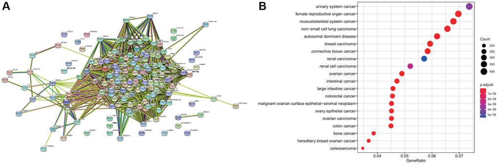 Disease enrichment of differential genes and protein-protein interaction (PPI). (A) The network map of PPI of common differential genes. (B) The enrichment of diseases related to common differential genes.