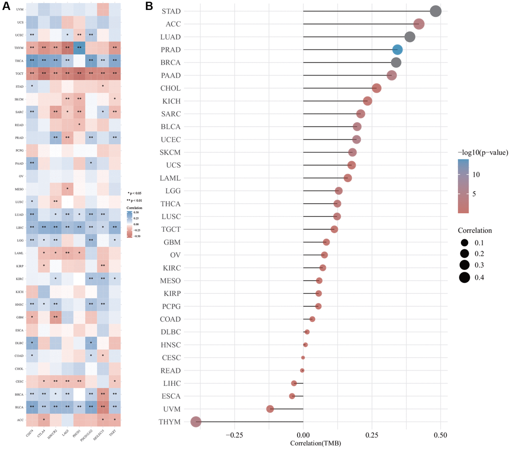 The correlation of Diaphanous Related Formin 3 (DIAPH3) expression was analyzed by immune checkpoint and tumor mutation burden (TMB). (A) The heat map of immune checkpoint and DIAPH3 expression in different cancer tissues, in which abscissa represents different immune checkpoint genes; ordinate represents different cancer tissues. Each box in the picture represents the correlation analysis of selected gene expression and immune checkpoint-related gene expression in the corresponding tumor, *p **p ***p *p), and different colors represent the change in correlation coefficient. (B) The correlation analysis of TMB and DIAPH3 gene expression. The abscissa represents the correlation coefficient between gene and TMB; the ordinate represents different tumors; dot size represents correlation coefficient; different colors represent significant p-value; the deeper the blue color in the diagram, the smaller the p-value.