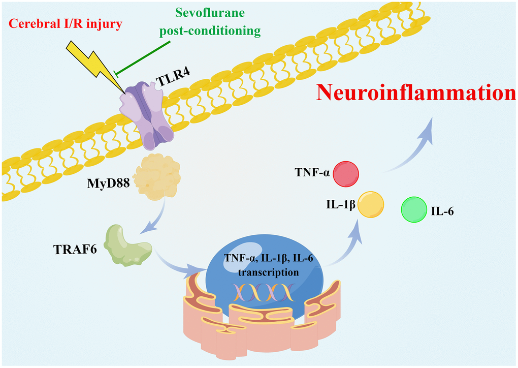 Schematic of the neuroprotective effect of sevoflurane postconditioning (Drawn by Figdraw platform, ID:OATYA5cb8f). Sevoflurane postconditioning ameliorates cerebral I/R injury in rats by inhibiting the TLR4/MyD88/TRAF6 signaling pathway to suppress neuroinflammatory responses.