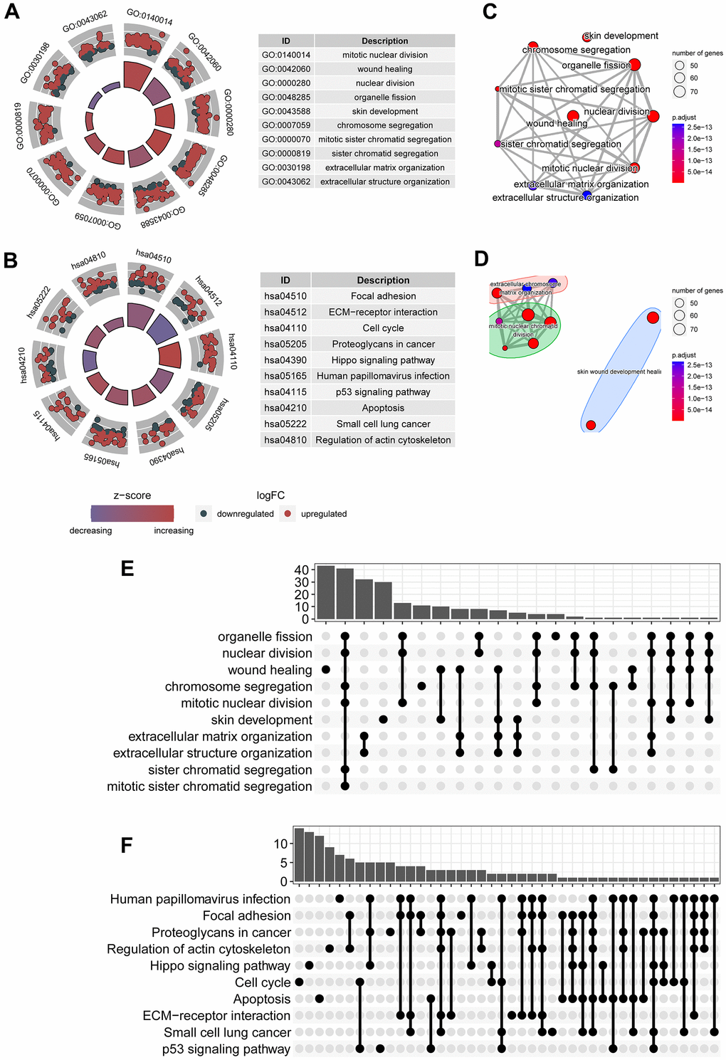 Signaling transduction processes associated with the predictive signature. (A) Top ten gene ontology terms associated with circadian clock were shown, including mitotic nuclear division, wound healing, chromosome segregation. (B) Top ten KEGG signaling pathways associated with circadian clock were shown, including focal adhesion, ECM-receptor interaction, cell cycle, p53 signaling pathway, and apoptosis. (C) Crosstalk communication between these physiological and pathological processes showed these pathways are mutually related. (D) Multiple common genes were observed in these biological processes and signaling pathways. (E) There existed multiple shared genes in top 10 biological processes, implying a crosstalk between these biological functions. (F) There existed multiple shared genes in top 10 KEGG signaling pathways, suggesting an interaction between these pathways.