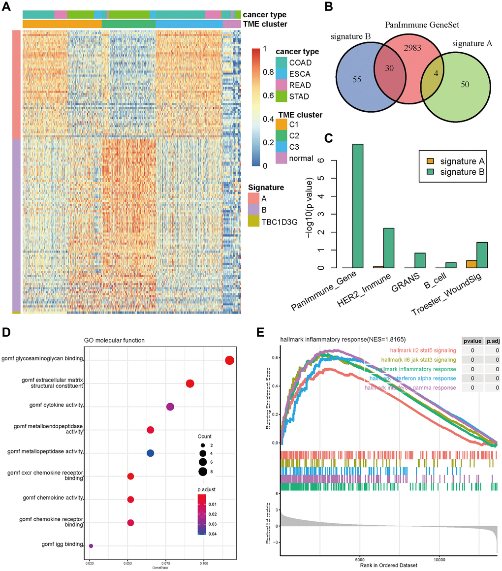 The signature genes differentiating TME subtypes. (A) Gene expression of signature A, B and TBC1D3G in three TME subtypes and normal samples. (B) The Venn diagram of signature A, B and PanImmune gene sets. (C) The enrichment of signature A and B in immune related gene sets. (D) The bubble diagram of signature A enriched in GO terms. (E) The GSEA plot of signature A enriched in cancer hallmark gene sets.