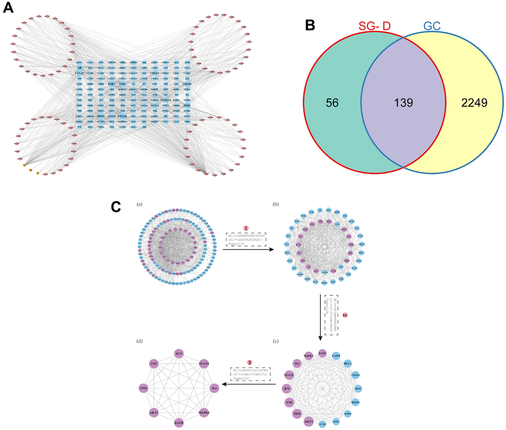 Prediction of active ingredients and core targets. (A) The “component-target” network. The active ingredients in Shaoyao are shown by the purple nodes, those in Gancao are represented by the pink nodes, the common active ingredients of SG-D by yellow nodes, and the common targets by blue node. The more active ingredients are connected to a node as it grows larger. (B) Venn diagram of intersecting targets of SG-D and GC. (C) The screening of core targets in the PPI network, (a) Containing 132 nodes and 1138 edges, purple nodes indicate targets with higher BC, CC, and Degree. (b) Containing 46 nodes and 491 edges. (c) Containing 16 nodes and 103 edges. (d) Containing 8 nodes and 28 edges.