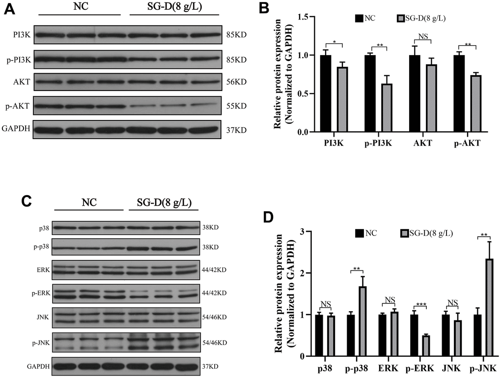 The effect of SG-D on PI3K/Akt and MAPK pathways in AGS cells. (A, B) The impact of SG-D on the expression of proteins connected to the PI3K/Akt signaling pathway in AGS cells. (C, D) The impact of SG-D on the expression of proteins connected to the MAPK signaling pathway in AGS cells. All experiments were repeated three times and the data were expressed as mean±SD, *p p p 