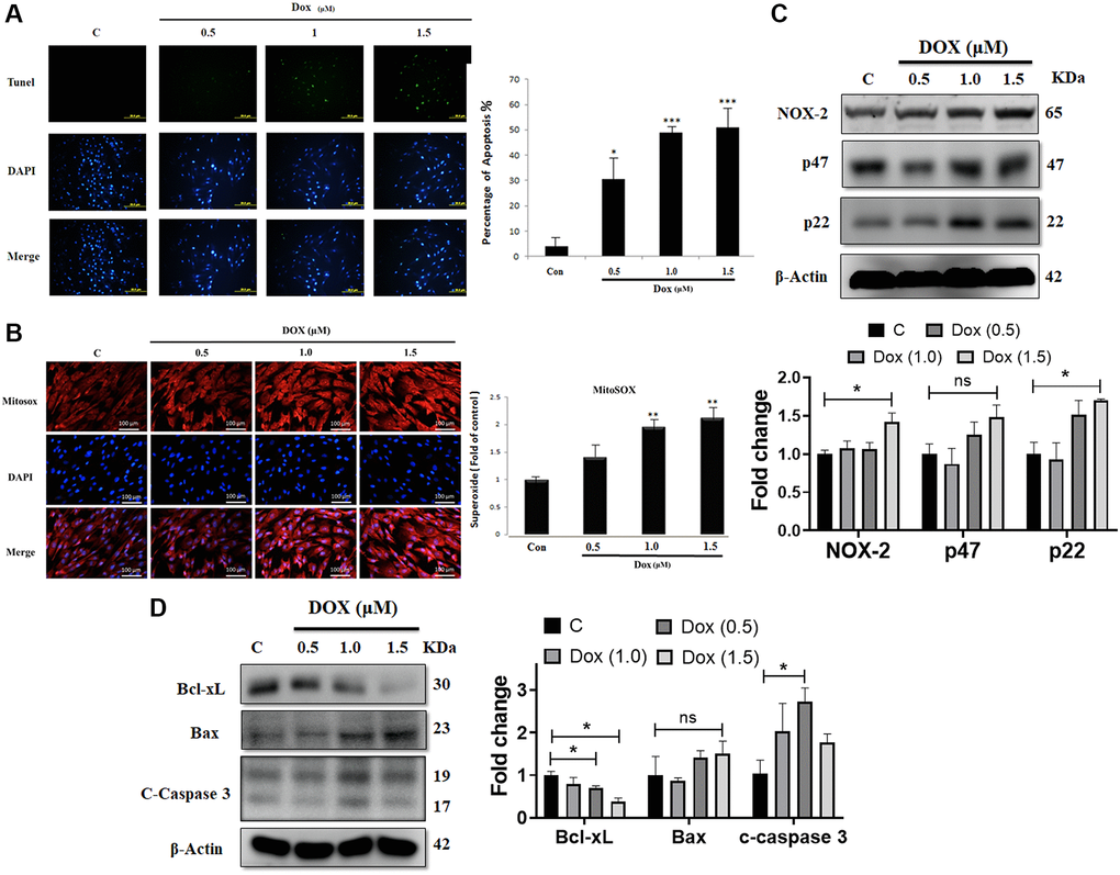 Doxorubicin increases generation of ROS and augments apoptosis in cardiac cells. H9c2 cells challenged with increasing doses of doxorubicin (Dox) for 24 h were harvested. (A) Apoptosis as detected using the TUNEL assay. (B) Mitochondrial superoxide production measured using MitoSOX staining. (C) The protein expression levels of the NADPH oxidase subunits NOX-2, p47, and p22 were detected using immunoblotting. (D) Protein levels of Bcl-xL, Bax, and cleaved caspase 3 were analyzed using western blot. Data are presented as mean ± standard deviation (n = 3). Scale bar represents 100 μm. Statistical significance is indicated as follows: *P **P ***P 