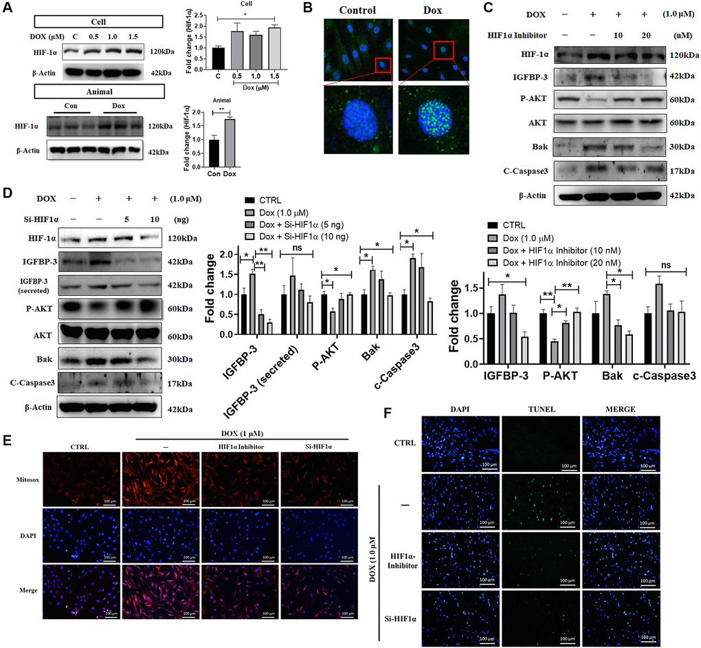 Dox-induced ROS production, cell apoptosis, downregulation of pro-survival signaling, and upregulation of IGFBP3 expression are dependent upon HIF1A activity. (A) H9c2 cells were incubated with increasing dose of Dox for 24 h. HIF1A protein levels were analyzed in H9c2 cells and animal cardiac tissue using western blotting. (B) Nuclear translocation of HIF1A in cells challenged with or without Dox were detected using fluorescence microscopy. Blue represents nucleus; green represents HIF1A. (C, D) Dox-exposed cells were treated with HIF1A inhibitor (C) or transfected with Hif1a siRNA (D). The levels of IGFBP3, pro-survival, and pro-apoptotic proteins in cells and cell culture medium (for secreted IGFBP3) were detected using western blotting. (E, F) Dox challenged H9c2 cells either treated with HIF1A inhibitor or transfected with siHif1a, were incubated with TUNEL and MitoSOX reagents to assess apoptosis mediated cell death (E) and mitochondrial ROS production (F). Statistical significance difference was shown as *P **P 