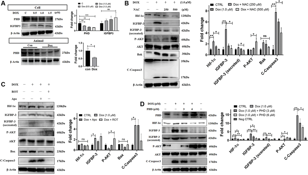 Dox-induced mitochondrial ROS stabilizes HIF1A through the downregulation of PHD and promotes IGFBP3-induced cardiac apoptosis. (A) H9c2 cells and tissues from rats administered with indicated concentrations of Dox were subjected to western blotting. (B, C) Dox-exposed cells were treated with the ROS scavenger NAC (B), mitochondria complex I inhibitor rotenone (Rot) or the NADPH oxidase inhibitor Apo (C). The harvested cellular extract was analyzed using western blotting. (D) Cells were transfected with a PHD overexpression plasmid of the indicated amount and levels of HIF1α, IGFBP3, pro-survival, and pro-apoptotic proteins in cells and cell culture medium (for secreted IGFBP3) were measured by western blot analysis. Data represents as the mean ± standard deviation of the mean (n = 3). Statistical significance is represented as follows: *P **P 