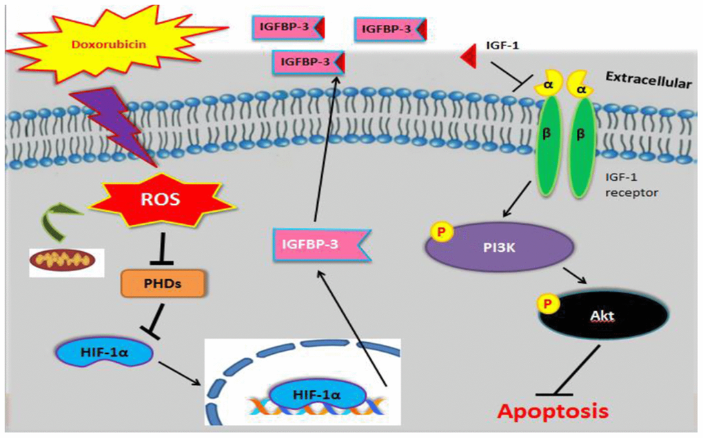 Graphical representation illustrating the mechanism underlying Dox-induced cell apoptosis. Dox induced ROS generation, which suppressed PHD. This stabilized nuclear HIF1A, promoted IGFBP3, and enhanced its extracellular association with IGF1. This interaction blocked survival signaling and resulted in cell apoptosis.
