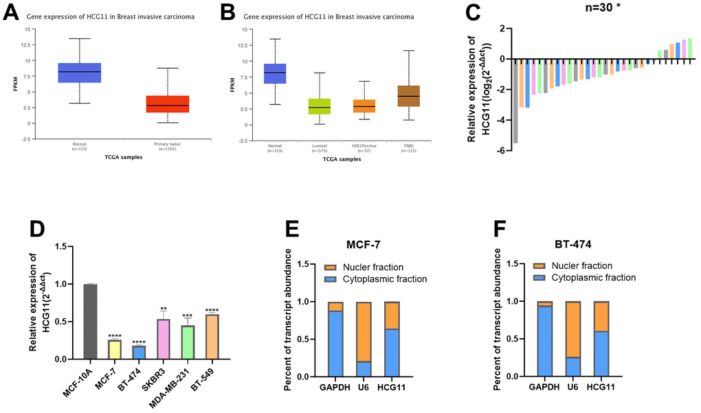 The expression of HCG11 was decreased in HR-positive BC cells. (A, B) Expression of HCG11 in BC tissues according to the data from UALCAN database. (C) Relative expression of HCG11 in HR-positive BC tissues. (D) Relative expression of HCG11 in HR-positive BC cell lines. (E, F) Expression levels of cytoplasmic control transcripts (GAPDH), the nuclear control transcript (U6), and HCG11 were determined by qRT-PCR in the cytoplasmic and nuclear fractions of MCF-7 and BT-474. *p