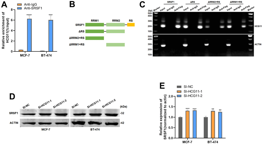 HCG11 could bind to SRSF1. (A) Anti-SRSF1 RIP assay was applied to validate the binding of SRSF1 to HCG11. (B) Full-length and truncated SRSF1 plasmid with FLAG-tagged vectors were constructed. (C) Anti-Flag RIP assay was applied to validate the binding of SRSF1 to HCG11. (D, E) Protein level of SRSF1 in MCF-7 and BT-474 cell line transfected with SI-HCG11. **p