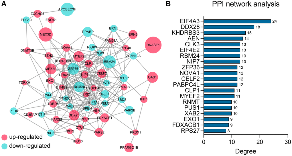 PPI network construction and analysis. (A) The PPI network of the 62 differentially-expressed RBPs. (B) The Top 20 genes ranked by degree in the network. Abbreviation: PPI: protein-protein interaction.