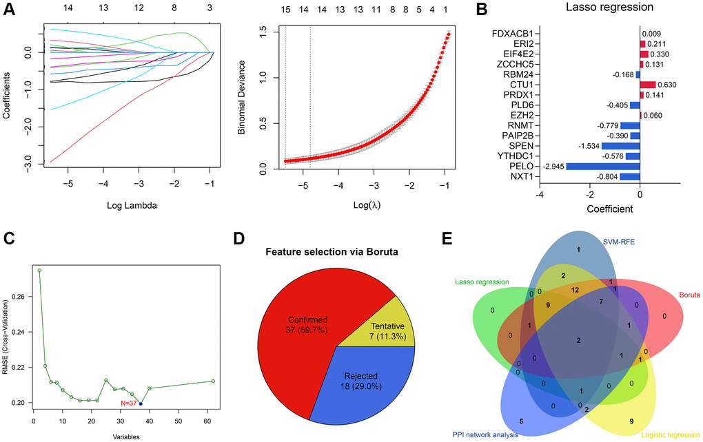 Feature selection via machine learning algorithms. (A) 15 genes were determined by Lasso regression. (B) The parameters of the variables in the Lasso regression model. (C) 37 genes were identified by SVM-RFE algorithm. (D) Boruta algorithm helped to select 37 genes. (E) RNMT and RBM24 were con-determined by the PPI network analysis and machine learning algorithms.