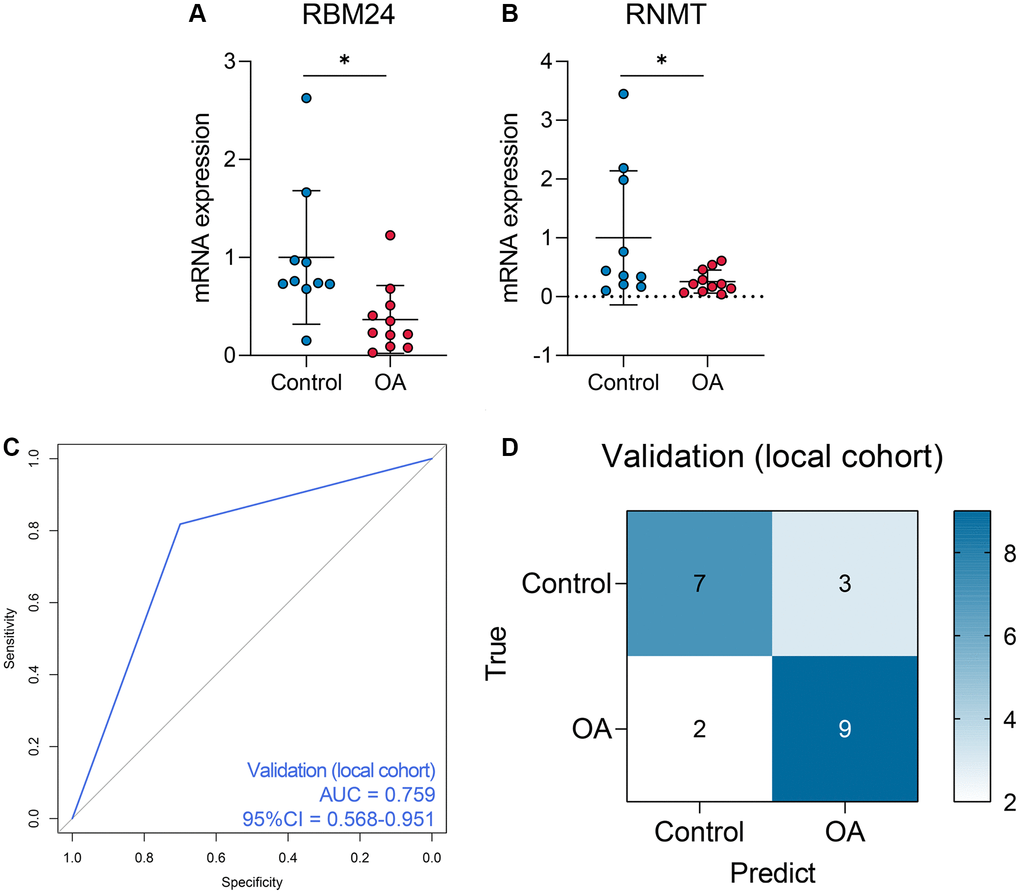 The performance of the random forest model in the local cohort. (A, B) The qPCR experiments indicated that RNMT and RBM24 were both down-regulated in the knee cartilage tissue extracted from OA patients. (C, D) The ROC analysis (C) and the confusion matrix (D) of the random forest model in the local cohort.