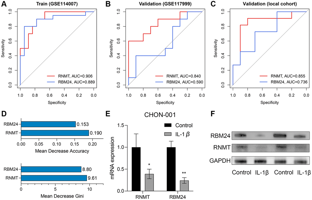 RNMT and RBM24 were associated with genesis of OA. (A–C) The diagnosis value of RNMT and RBM24 in the training cohort (A), the GSE117999 cohort (B), and the local cohort (C). (D) The mean decrease accuracy (up) and the mean decrease Gini (bottom) of RNMT and RBM24 in the random forest model. (E, F) The qPCR experiments (E) and Western Blotting (F) displayed that RNMT and RBM24 were both down-regulated in the CHON-001 cells treated with 10 ng/mL IL-1β.