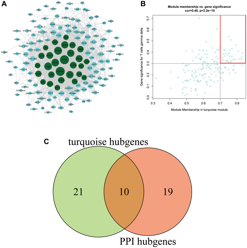 (A) PPI network of the turquoise module. The gene node size in the network reflects the degree of nodes, with a higher degree of gene connectivity corresponding to a larger font with which the gene is written. Green represents genes with a connectivity degree ≥30 (a total of 29 genes). (B) The key genes in the turquoise module. (C) Venn diagram of the key genes.