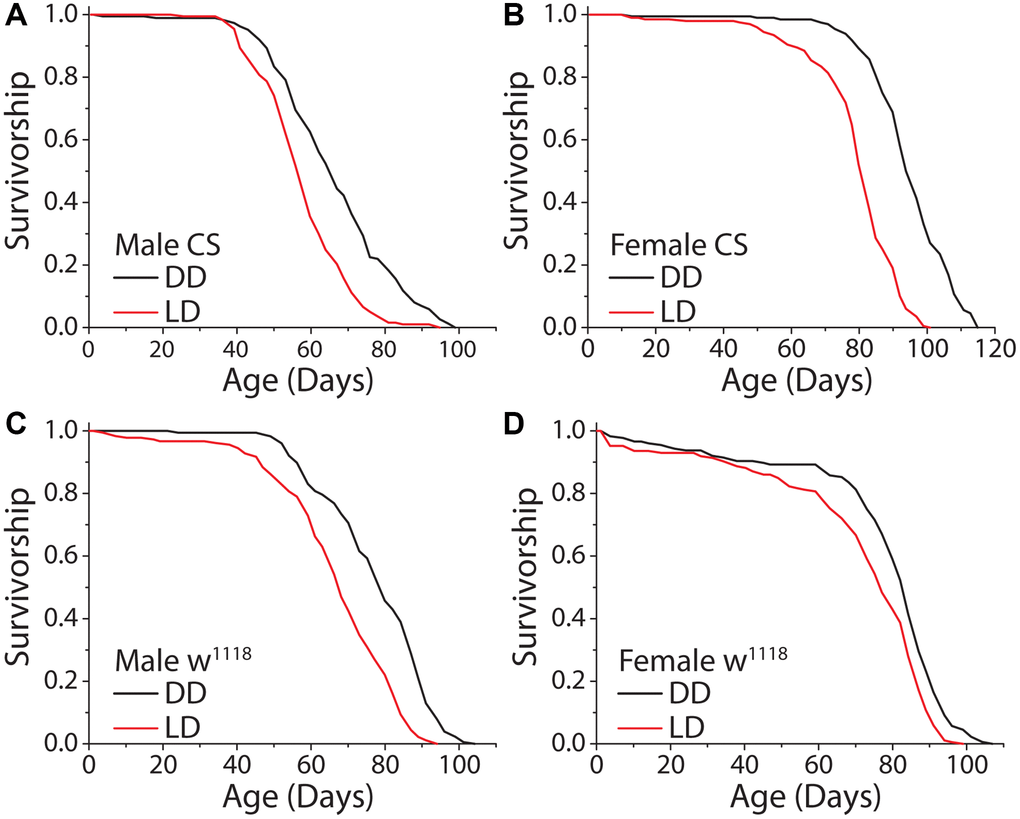 Constant darkness increases fly lifespan. (A) Removing flies from a standard 12 hr: 12 hr light cycle (LD) and housing in constant darkness (DD) increased fly lifespan in WT Canton-S (CS) male flies (LD n = 197, DD n = 188; P B) This affect was robust and replicated in female flies (LD n = 200, DD n = 196; P C, D) Light causes significant lifespan shortening in a second laboratory strain w1118. Both male (C) (LD n = 181, DD n = 171; P D) (LD n = 186, DD n = 176; P = 0.00017) flies showed lifespan extension when aged under DD as compared to LD conditions.