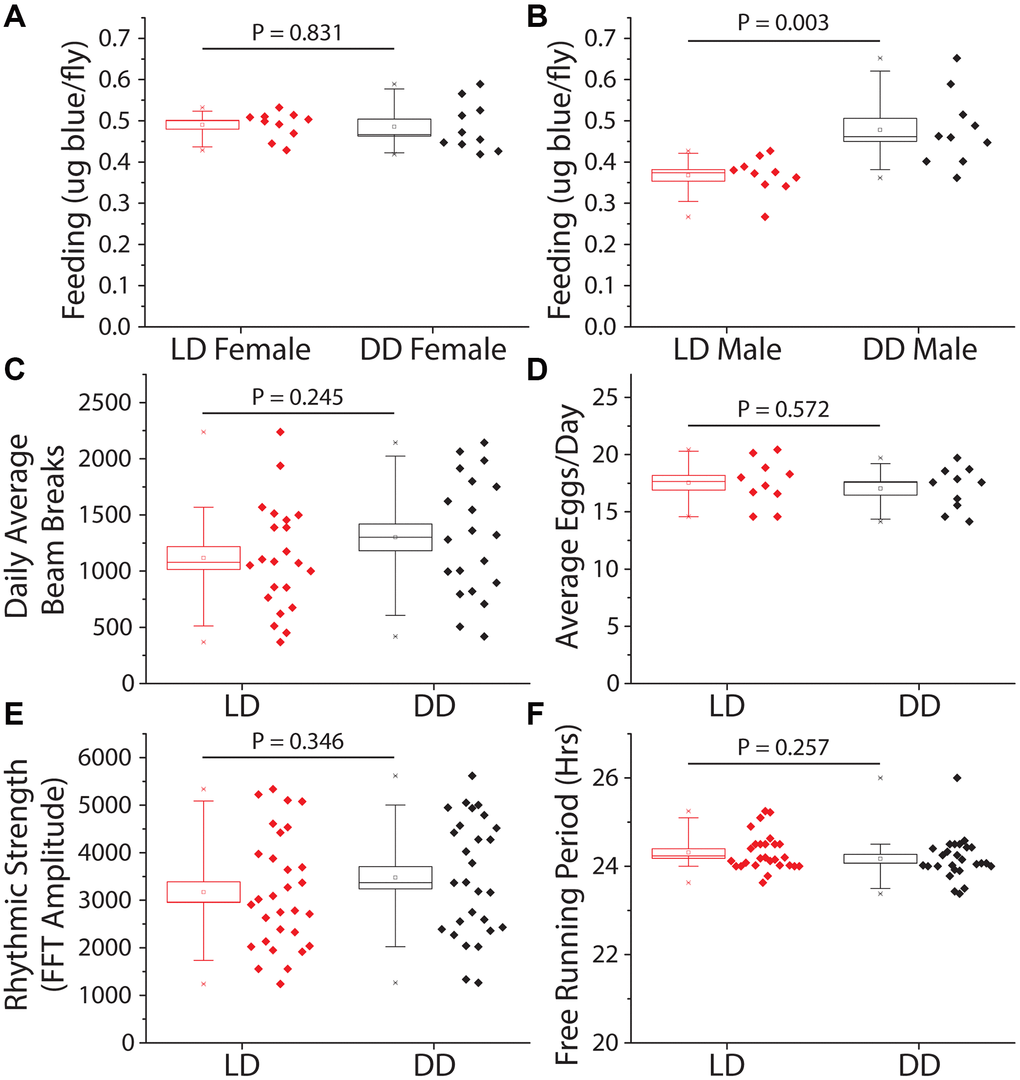 Constant darkness has no effect on feeding, locomotion, fecundity, or circadian function. Several aging-related behaviors were measured after 14 days (activity and fecundity) or 21 days (feeding and circadian measures) under LD or DD conditions. (A) Female dye labeled food consumption over 24 hours was not significantly different in dark reared flies as measured by dye excretion (n = 10 per treatment group of 15 flies each, P = 0.83). (B) Males reared and kept under dark conditions ate, as measured by dye excretion, significantly more than those under LD conditions (n = 10 per treatment group of 15 flies each, P = 0.003). (C) There was no significant difference in average daily activity as measured by beam breaks in the Trikinetics DAM system over 5 days (LD n = 22, DD n = 20; P = 0.245). (D) Number of eggs laid across 7 days was not significantly altered by a 14-day LD cycle when compared to flies reared in DD (n = 10 per treatment group of 5 females each; P = 0.572). (E, F) Circadian health was measured by exposing both male LD and DD pretreated flies to a two-day 12 h: 12 hr LD schedule then placing both under free running (DD) conditions to assess rhythmic strength and free running period. Neither rhythmic strength as measured by FFT amplitude (E) (LD n = 30, DD n = 28; P = 0.346) or free running period (F) as measured by chi-square periodogram (LD n = 27, DD n = 26; P = 0.257) showed an effect of prior light environment.