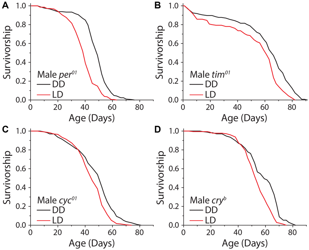 The molecular circadian clock is dispensable for extended lifespan in DD. Loss of function mutations in the molecular circadian clock were assessed for their effect on the dark lifespan extension. (A) Per01 flies showed a significant lifespan effect when aged under DD conditions (LD n = 220, DD n = 211; P B) Tim01 mutants were also significantly longer-lived under DD conditions (LD n = 155, DD n = 146; P C) Cyc01 flies showed a significant lifespan extension when aged under DD conditions as compared to LD (LD n = 228, DD n = 232; P D) Cryb flies also showed a lifespan extension when aged in DD conditions (LD n = 175, DD n = 168; P 
