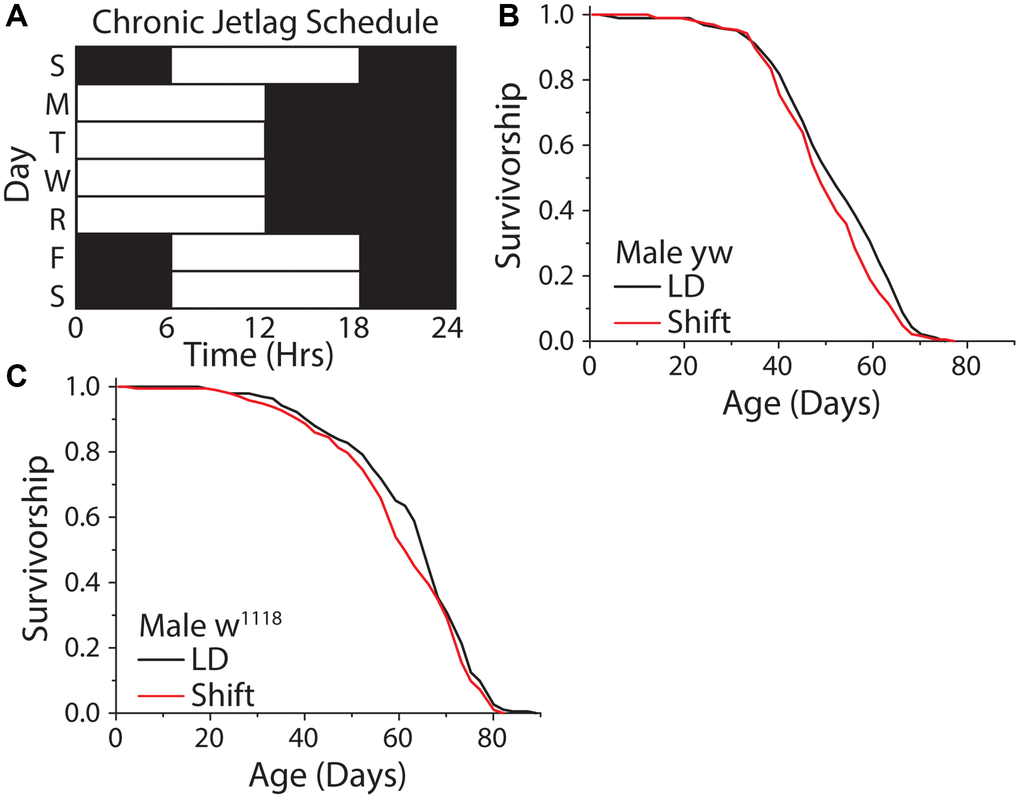 A weekly 6 hr phase advance and delay had no influence on Drosophila lifespan. (A) Experimental design used to subject flies to a light cycle similar in nature to frequent jet lag, or a shift worker who works 4 days a week. Flies were subjected to a six-hour phase advance, then four days later a six-hour phase delay, with individual days always having 12 hr: 12 hr light:dark schedule. (B, C) The shifting light schedule had little to no effect on male WT lifespan, in both yellow white (B) (12:12 LD n = 188, shift-schedule n = 193; P = 0.036) and w1118 (C) (12:12 LD n = 195, shift-schedule n = 194; P = 0.099) fly strains.