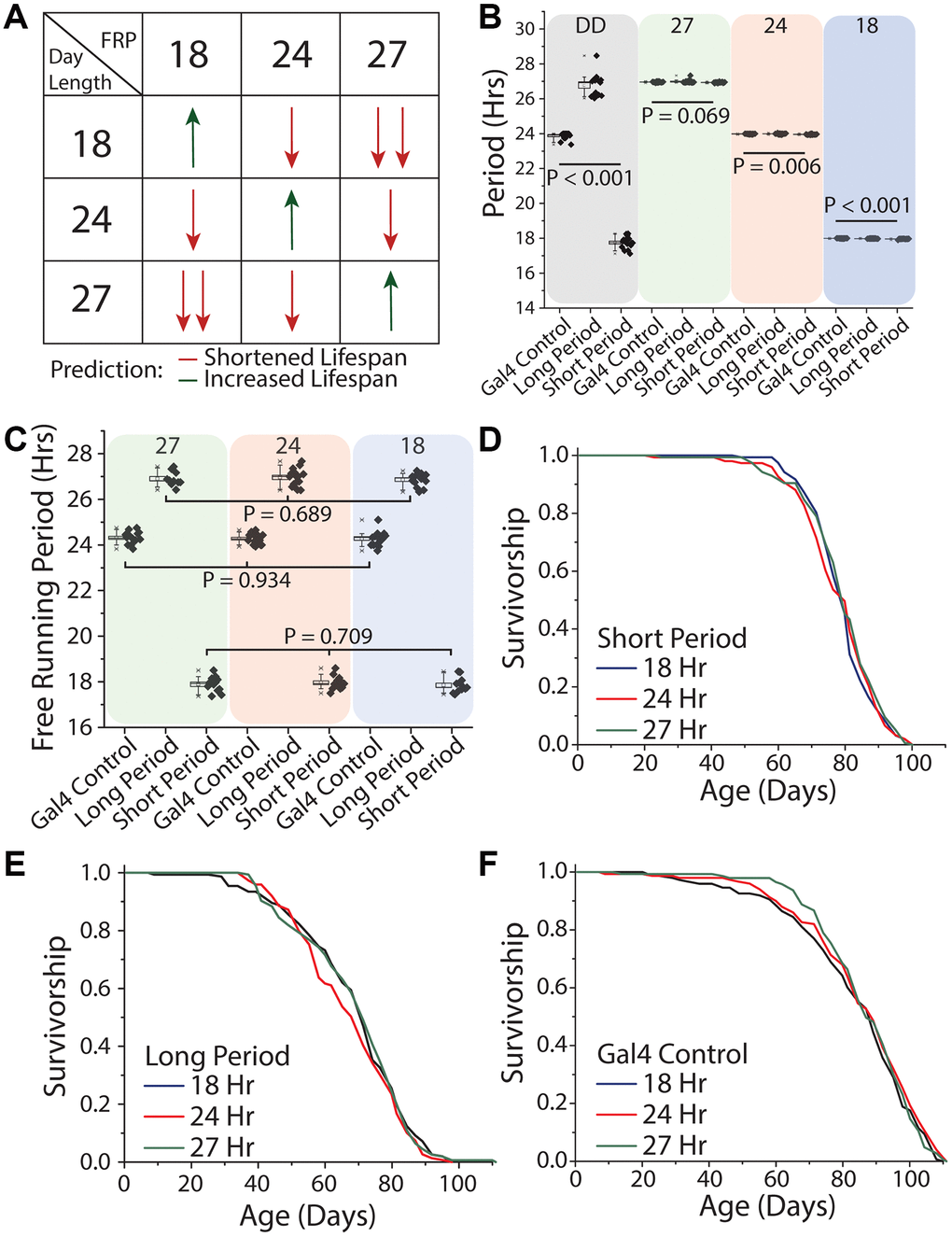 Uncoupling between light schedules and the circadian clock does not affect Drosophila lifespan. (A) Experimental design and lifespan predictions when Drosophila with free running periods (FRPs) of 18, 24, and 27 hours were exposed to corresponding light cycles. We predicted as day length further deviates from FRP, that lifespan will be negatively impacted (red arrows) and having a FRP that corresponds with the day length be beneficial to lifespan (green arrows). (B) Free running period of 7-day old flies of the genotypes used in the lifespan experiments (grey quadrant), and activity period when exposed to the three light cycles used (green, red and blue quadrants). Clk856-Gal4 x UAS-DBTS (short day) exhibited a mean period length of 17.8 hours (SD = 0.34) and Clk856-Gal4xUAS-DBTL (long day) showed a mean period length of 26.8 hours (SD = 0.61). Normal-day CLK856-GAL4 x w1118 (normal day) had a period length of 23.9 hours (SD = 0.19). When exposed to environmental light all flies had an activity rhythm corresponding with the photoperiod. Light cycle day length during recording period is denoted at the top of each colored box. (C) After three weeks under light cycles all genotypes were placed in free running conditions and all genotypes reverted to their endogenous free running period. When comparing within a genotype there were no effects of rearing photoperiod, Clk856-Gal4 x w1118 (27 hr n = 15, 24 hr n = 16, 18 hr n = 15; P = 0.934), Clk856-Gal4 x UAS-DBTL (27 hr n = 10, 24 hr n = 15, 18 hr n = 14; P = 0.689), and Clk856-Gal4 x UAS-DBTS (27 hr n = 12, 24 hr n = 13, 18 hr n = 12; P = 0.709). Previous light cycle day length is denoted at the top of each colored box. (D–F) Lifespan of Clk856-Gal4 x UAS-DBTS, Clk856-Gal4 x UAS-DBTL, and Clk856-Gal4 x w1118 was not influenced by environmental light cycle, with all genotypes showing no significant effect of light cycle on lifespan (D) short (18 hr n = 157, 24 hr n = 151, 27 hr n = 157; P = 0.615), (E) long (18 hr n = 153, 24 hr n = 149, 27 hr n = 155; P = 0.407), and (F) Gal4 control (18 hr n = 148, 24 hr n = 150, 27 hr n = 143; P = 0.554).
