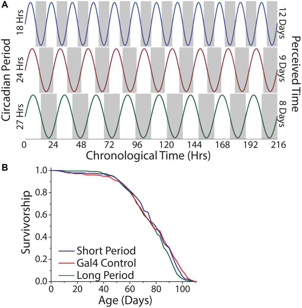 Lifespan is independent of the number of subjective days lived. (A) Relationship between chronological time and perceived days for short-, normal-, and long-day flies. (B) Free running period had minimal effect on lifespan. Animals were aged under free running conditions and a comparison across genotypes was made (short period n = 237, long period n = 252, Gal4 control n = 245; P = 0.022).