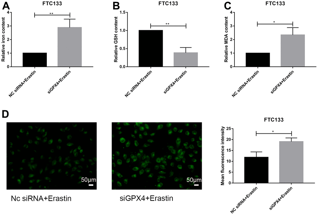Knockdown of GPX4 activates ferroptosis in thyroid cancer cells. Relative iron (A), GSH (B) and MDA (C) contents in FTC133 cells transfected with NC siRNA/siGPX4 after treatment with erastin. (D) Detection of lipid ROS levels in FTC133 cells transfected with NC siRNA/siGPX4 after treatment with erastin; scale bars: 50 μm. *pp