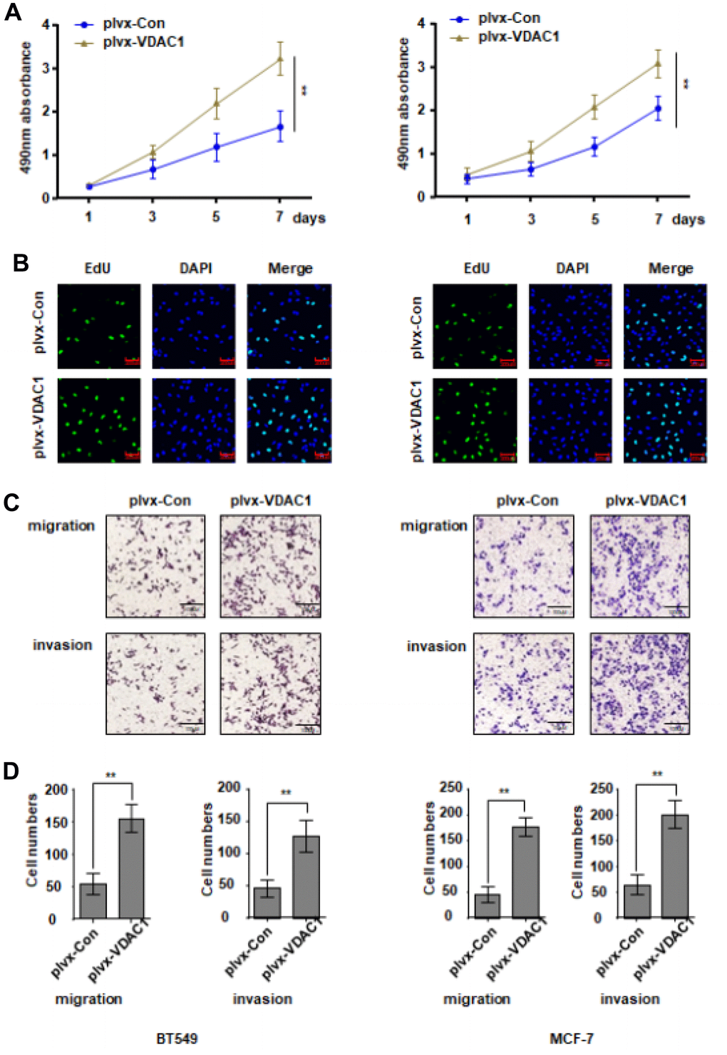 VDAC1 promotes the proliferation, migration and invasion of breast cancer. The VDAC1 overexpression plasmid plvx-VDAC1 or blank plasmid plvx-Con was transfected into BT549 and MCF-7 cells. (A, B) Cell proliferation was detected with CCK8 assay (A) and EDU assay (B). (C, D) Transwell assay was used to detect cell migration and invasion ability. The data are presented as the mean ± S.D. *P 