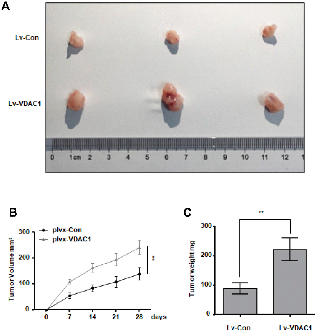 VDAC1 promotes breast cancer growth in vivo. Subcutaneous xenografts of MCF7 cells infected with VDAC1 overexpressing lentivirus or control lentivirus. (A) Images of the tumors at autopsy from nude mice are presented. (B, C) Tumor volumes (B) and average weight (C) of xenografted tumors were measured. Data represent the means ± S.D. **P 