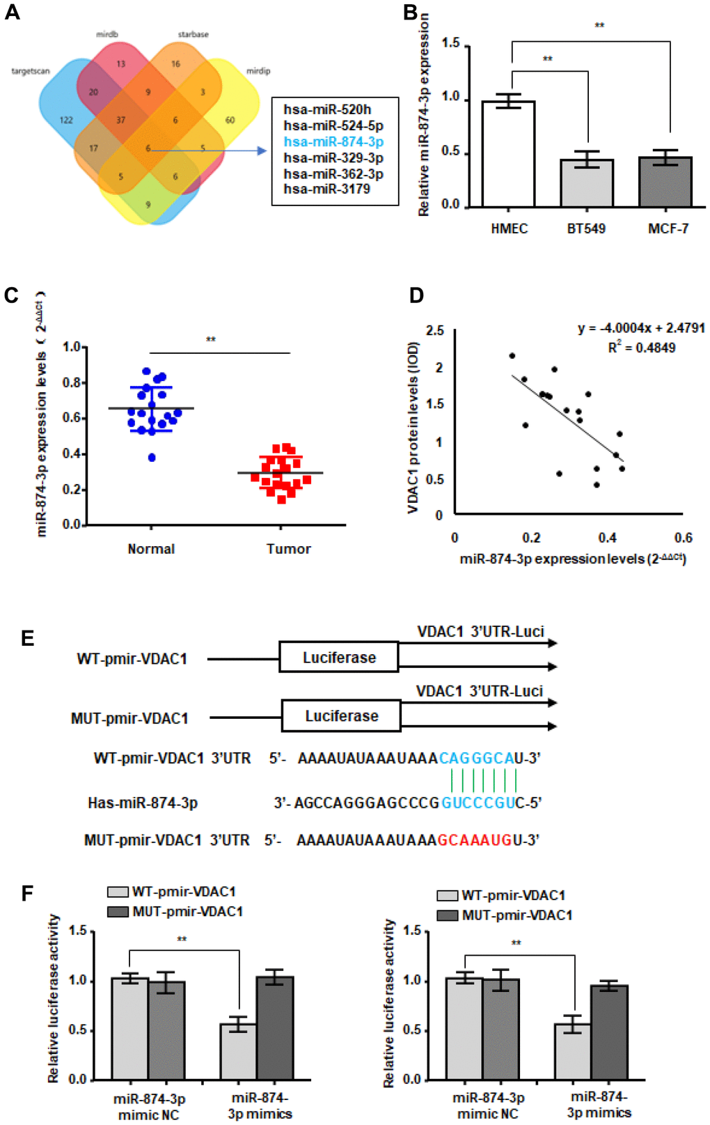 WTX is a direct target of miR-874-3p. (A) The four-way Venn diagram reveals the numbers of overlapping miRNAs obtained using four publicly available bioinformatics algorithms and the microarray-based VDAC1 signature. (B) RT-qPCR was used to detect the relative expression of miR-874-3p in normal breast cells and breast cancer cells. (C) RT-qPCR was used to detect the expression in 18 breast cancer tissues and adjacent paired normal breast tissue samples. (D) Correlation between miR-874-3p levels and VDAC1 levels in 18 breast cancer tissues. (E) Nucleotide predicted miR-874-3p-binding site in the VDAC1 mRNA 3′-UTR. (F) MCF-7 and BT549 cells were transfected with reporter plasmids containing WT-pmir-VDAC1 or MUT-pmir-VDAC1 and miR-874-3p mimic or miR-874-3p mimic NC, and luciferase activity was detected. Data represent the means ± S.D. **P 