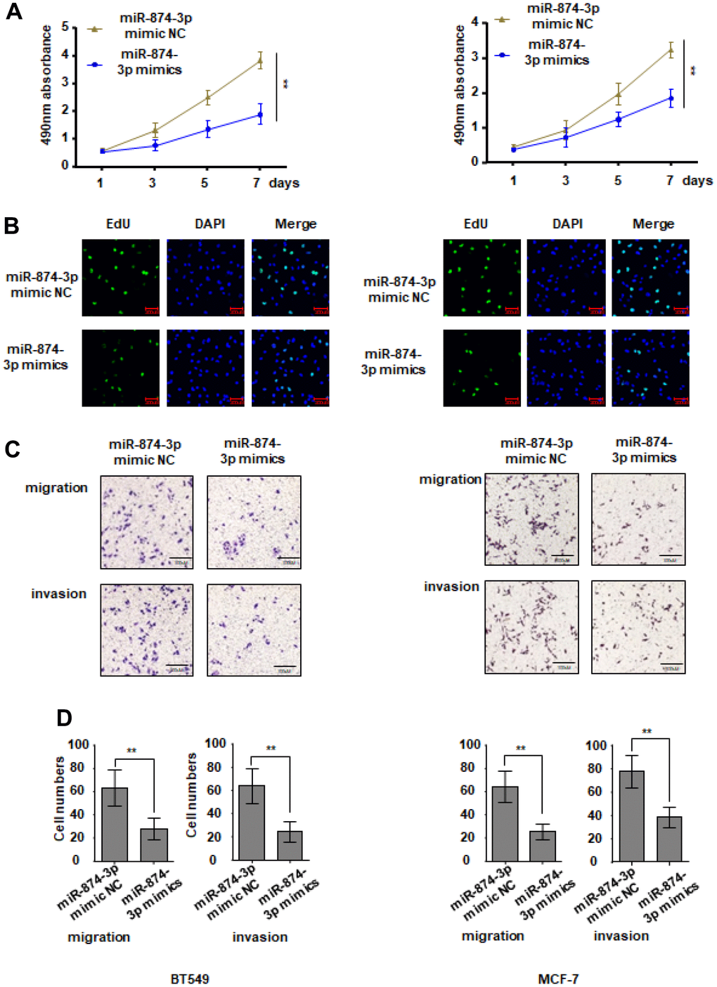 miR-874-3p inhibits proliferation, migration and invasion of breast cancer cells. MCF-7 and BT549 cells were transduced with miR-874-3p mimic NC or miR-874-3p mimics. (A, B) Cell proliferation was detected with CCK8 assay (A) and EDU assay (B). (C, D) Transwell assay was used to detect cell migration and invasion ability. The data are presented as the mean ± S.D. *P 