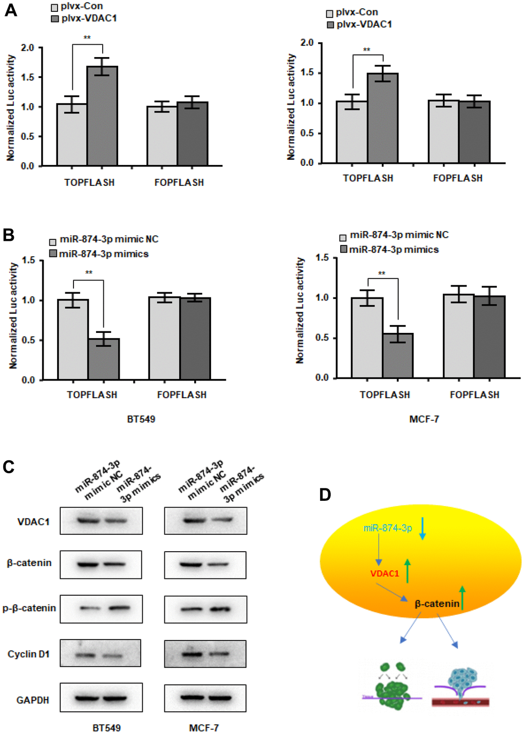 miR-874-3p-VDAC1 axis regulates Wnt/β-catenin signaling in breast cancer cells. (A) β-catenin reporter assay in MCF-7 and BT549 cells with VDAC1 overexpression (A) or miR-874-3p overexpression (B). (C) Effects of miR-874-3p on protein levels of total β-catenin, phosphorylated β-catenin (Ser33/37/Thr41) and cyclin D1. (D) Schematic of the mechanism. The data are presented as the mean ± S.D. *P 