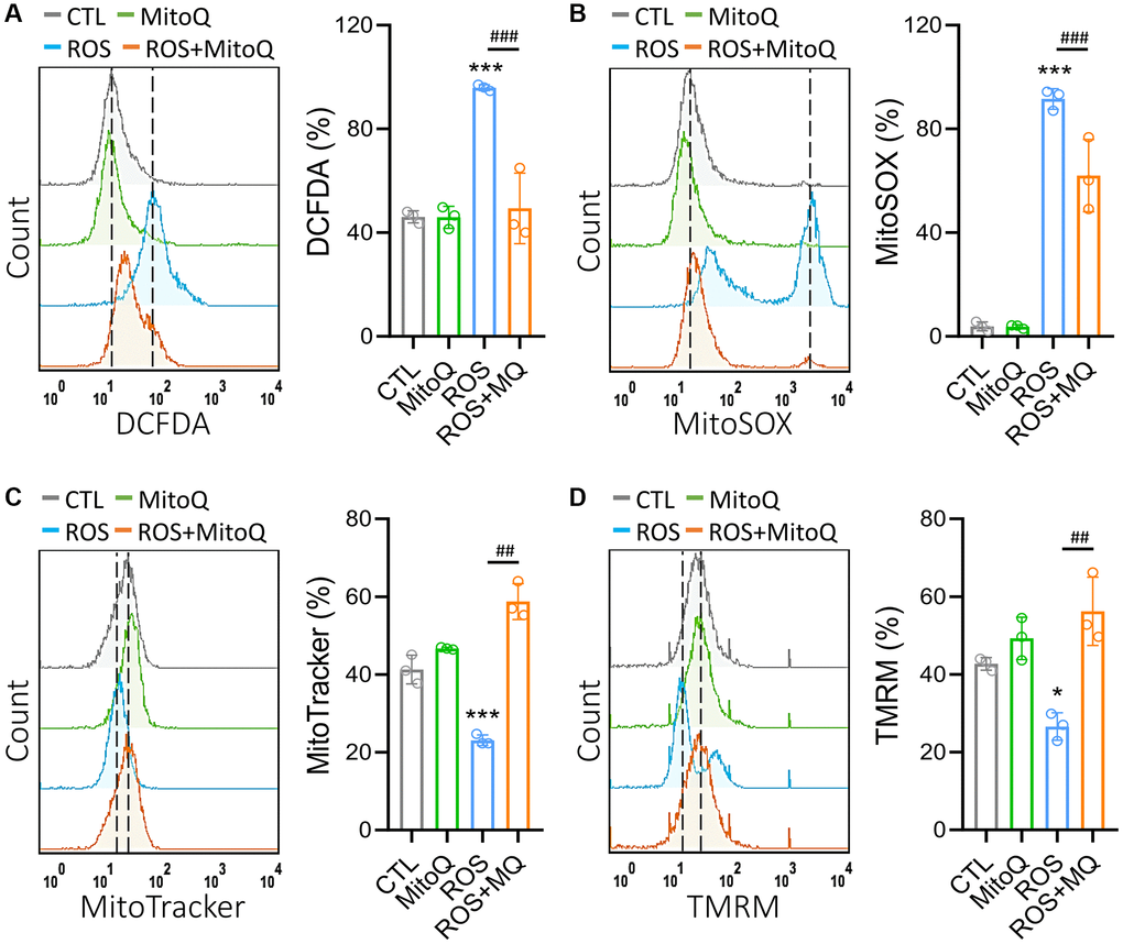 MitoQ attenuates ROS-induced mitochondrial dysfunction in human granulosa cells. We treated GC cells with MitoQ (10 nM) for 24 h and analyzed mitochondrial function. Measurements of (A) cellular, (B) mitochondrial ROS, (C) mitochondrial mass, and (D) mitochondrial membrane potential (Δψm) by flow cytometry. *p ***p ##p ###p 