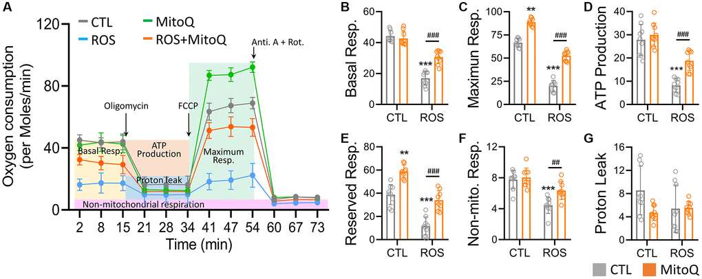 MitoQ elevates the mitochondrial oxygen consumption of human granulosa cells. (A) Analysis of cellular mitochondrial function by oxygen consumption rate (OCR) through Seahorse Bioscience Analyzer. All OCR values for different stages of basal respiration (B), maximal respiration (C), ATP production (D), reserved respiration (E), proton leakage (F), and non-mitochondrial respiration (G) were analyzed, and control, MitoQ, ROS, and ROS/MitoQ groups were analyzed. Oligomycin (1 μM), FCCP (1 μM), antimycin (0.5 μM), and rotenone (0.5 μM). *p **p ***p #p ##p ###p 