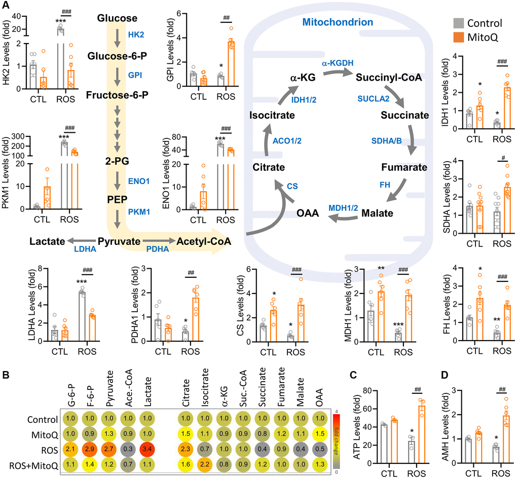 MitoQ regulates ROS-induced reprogramming of cellular energy metabolism. (A) Schematic diagram showing metabolic pathways and qPCR analysis of the levels of genes involved in glycolysis and the TCA cycle. (B) The heatmap showing metabolite levels of glycolysis and TCA cycle pathway by UHPLC- MS/MS analysis. (C) Measurements of ATP by flow cytometry. (D) qPCR analysis of AMH gene levels. *p **p ***p #p ##p ###p 